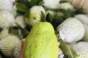 5 loại trái cây ít đường nên ăn hàng ngày giúp bảo vệ sức khỏe trong những tháng nắng nóng mùa hè