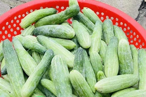 Ăn dưa chuột trong mùa nóng, chuyện gì xảy ra với sức khỏe?