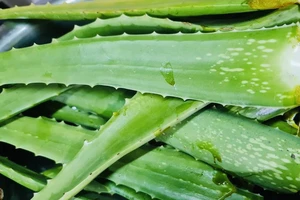 Giảm cháy nắng tự nhiên bằng những thực phẩm vừa túi tiền