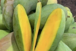 Xoài sống và xoài chín, loại nào tốt hơn cho sức khỏe?