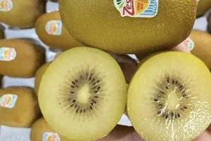 Ăn nhiều Kiwi để chống sốt xuất huyết trong mùa mưa