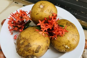 Ăn khoai tây nảy mầm có an toàn cho sức khỏe không?