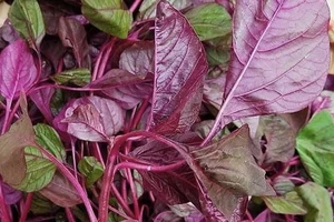 Loại rau rẻ tiền giúp bạn giảm cân nhanh và tăng cường miễn dịch