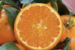 Những lợi ích bất ngờ của vỏ quả cam mà ít ai biết