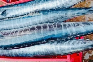 Lợi ích sức khỏe của việc ăn cá thu