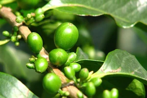 Bất ngờ với lợi ích sức khỏe của cà phê xanh