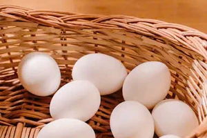 Bất ngờ với tác dụng của trứng gà đối với trí não
