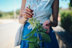 Ăn nho hàng ngày có giúp bạn giảm cân không?