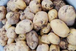 Một số loại rau có thể gây viêm cho cơ thể nếu ăn không đúng cách