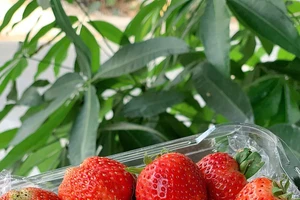 5 thực phẩm 'tưởng xấu' hóa ra tốt cho sức khỏe não bộ