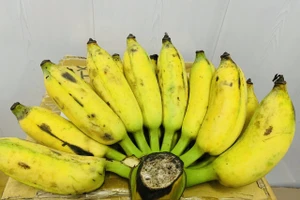 Lợi ích bất ngờ khi ăn một quả chuối mỗi ngày