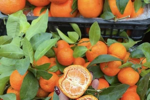 Ăn quá nhiều cam có hại không?