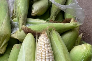 Ăn bắp tốt hay xấu cho người bị bệnh tiểu đường?