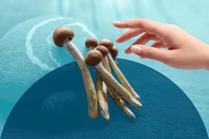 Nấm giúp chữa bệnh trầm cảm, sự thật hay lời đồn?