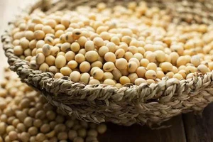 Thực hư việc ăn đậu nành ảnh hưởng đến hormone và tuyến giáp