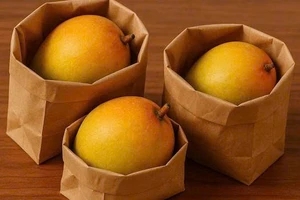 Cách bảo quản xoài bằng túi giấy tươi lâu trong mùa hè