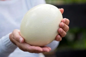 Lợi ích sức khỏe và cách chế biến trứng đà điểu an toàn