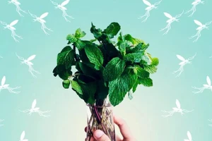 7 loại cây giúp xua đuổi muỗi và côn trùng tại nhà hiệu quả