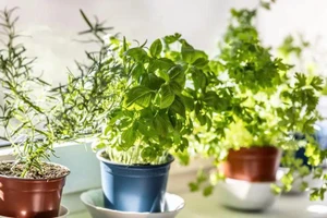 Điểm danh những loại thảo dược giàu magie đến bất ngờ