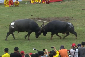 Chọi trâu Đồ Sơn năm 2022: Chủ trâu quán quân nhận 70 triệu đồng 