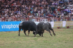 Thông tin chính thức về trâu chọi Đồ Sơn bị nghi tiêm thuốc kích thích