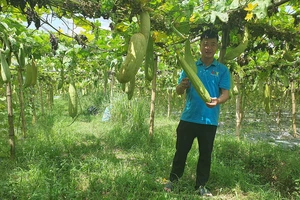 Nông dân Bắc Ninh đưa xơ mướp sang Châu Âu