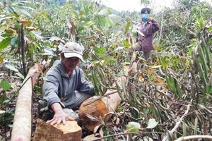 “Tiền trảm hậu tấu” nhìn từ góc độ quản trị quốc gia