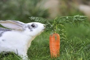 Thông tư cấm dùng cà rốt nuôi thỏ có bị tuýt còi?