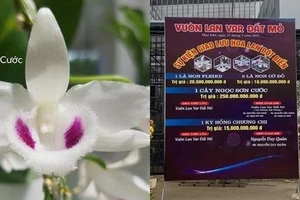 Tổng cục Thuế đã 'để ý' đến giao dịch lan đột biến