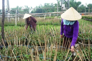 Tết này Vĩnh Liêm vắng hoa cúc