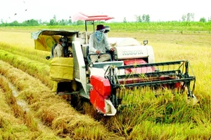 Chi 300 tỷ đồng cho 19 địa phương để bảo vệ đất trồng lúa