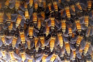 Cách lấy mật ong nguy hiểm nhất thế giới