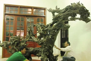 Kỳ lạ: nhặt được gốc cây "mục" tiền tỷ