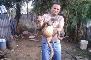 Choáng với bức ảnh con cóc khổng lồ to bằng em bé 3 tuổi