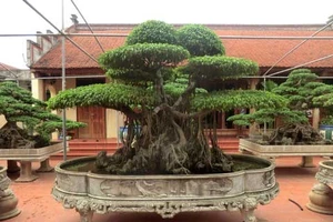 Đại gia chi 4 tỷ đồng mua cây sanh khủng