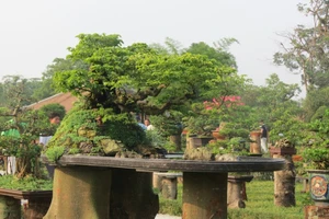 Tái hiện vườn thượng uyển Cơ Hạ nổi tiếng với cây kiểng tuyệt tác