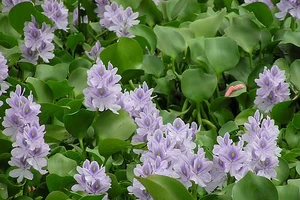 Báo động đại nạn lục bình hoành hành 