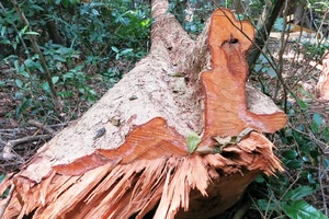 Rừng phòng hộ bị “xẻ thịt” do… chủ rừng lười tuần tra