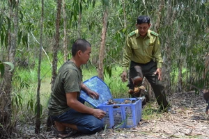 Thả hàng trăm động vật hoang dã về rừng