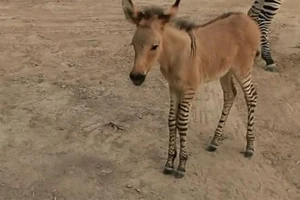 Lạ: Chú lùa lai ngựa vằn tuyệt đẹp hiếm có