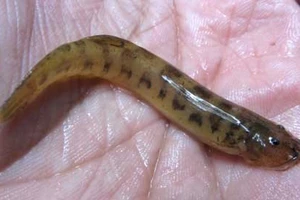 Rùng mình “quái vật tí hon” hút máu người qua đường sinh dục