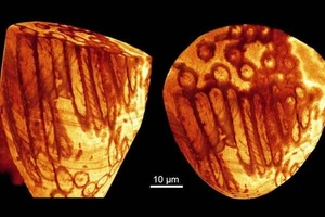Phát hiện tinh trùng khổng lồ, cổ xưa nhất