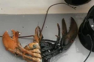 Bắt được con tôm dị thường ở Mỹ 