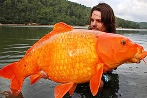 Choáng với cá vàng lớn khổng lồ khi thả về tự nhiên