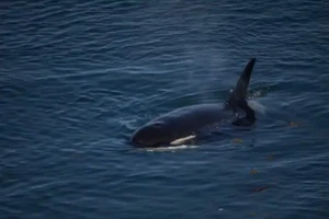 Phát hiện con cá voi sống lâu nhất, trên 100 năm