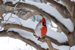 Kỳ lạ: Chim hồng y lưỡng tính mang thân hình nửa đực, nửa cái