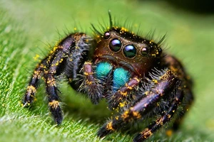 Chùm ảnh về loài nhện nhảy đẹp độc đáo