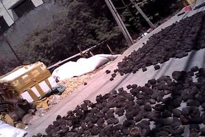 Dân Sài Gòn ăn banh lông chữa bệnh?