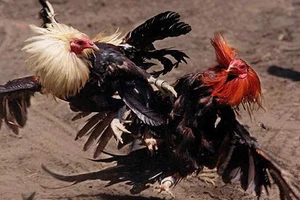 Đá gà ăn tiền bị phạt 1,5 triệu đồng