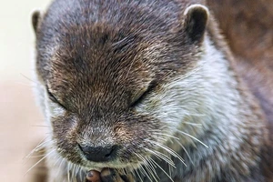 Kỳ lạ: Con rái cá chắp tay “cầu nguyện” trước bữa ăn